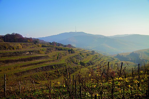 IMG_3941.jpg